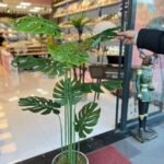 Salon Dekoru Deve Tabanı Ağaç