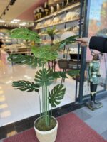 Salon Dekoru Deve Tabanı Ağaç