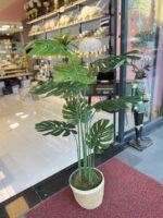 Salon Dekoru Deve Tabanı Ağaç - Görsel 2