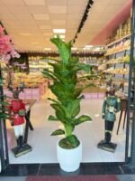 Salon Ağacı  Dekoru Difanbalya