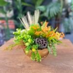 Sükulent Arajman *Çanaklı Sc0001