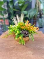 Sükulent Arajman *Çanaklı Sc0001