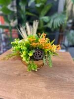 Sükulent Arajman *Çanaklı Sc0001 - Görsel 2