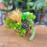 Sükulent Arajman *Çanaklı Sc0001 ESKİTME