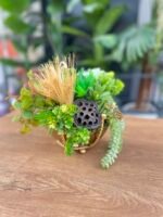 Sükulent Arajman *Çanaklı Sc0001 ESKİTME