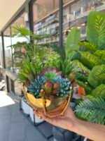 Sükulent Arajman *Çanaklı Sc0001 - Görsel 3