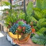 Sükulent Arajman *Çanaklı Sc0001