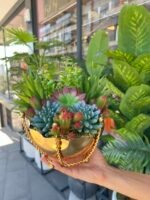 Sükulent Arajman *Çanaklı Sc0001