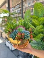 Sükulent Arajman *Çanaklı Sc0001 - Görsel 2