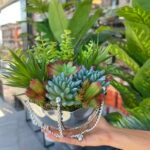 Sükulent Arajman *Çanaklı Sc0001 GÜMÜŞ