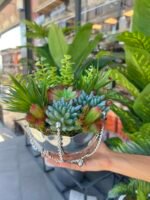 Sükulent Arajman *Çanaklı Sc0001 GÜMÜŞ