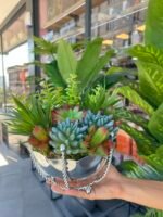 Sükulent Arajman *Çanaklı Sc0001 GÜMÜŞ - Görsel 2