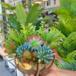 Sükulent Arajman *Çanaklı Sc0001 ESKİTME