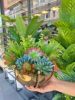 Sükulent Arajman *Çanaklı Sc0001 ESKİTME