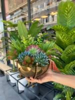 Sükulent Arajman *Çanaklı Sc0001 ESKİTME - Görsel 2