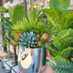 Sükulent Arajman * Sc0004K *Gümüş