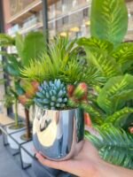 Sükulent Arajman * Sc0004K *Gümüş