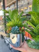 Sükulent Arajman * Sc0004K *Gümüş - Görsel 2