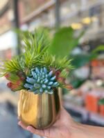 Sükulent Arajman * Sc0004K *Eskitme - Görsel 2