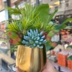 Sükulent Arajman * Sc0004K *Eskitme