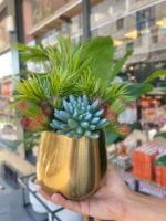 Sükulent Arajman * Sc0004K *Eskitme