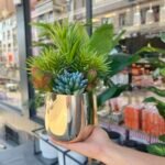 Sükulent Arajman * Sc0004K