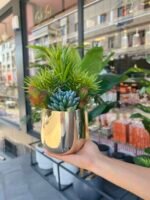 Sükulent Arajman * Sc0004K