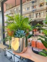 Sükulent Arajman * Sc0004K - Görsel 2