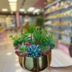 Sükulent Arajman *Derin Sc0002*GOLD