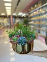 Sükulent Arajman *Derin Sc0002*GOLD