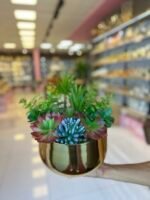 Sükulent Arajman *Derin Sc0002*GOLD