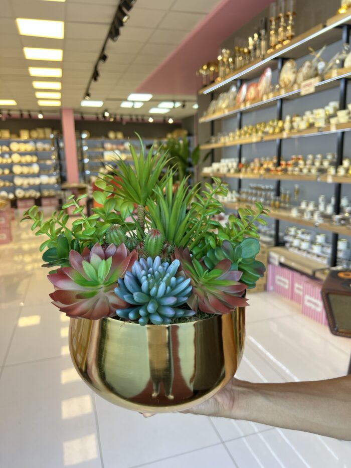Sükulent Arajman *Derin Sc0002*GOLD - Görsel 2