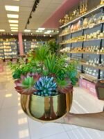 Sükulent Arajman *Derin Sc0002*GOLD - Görsel 2