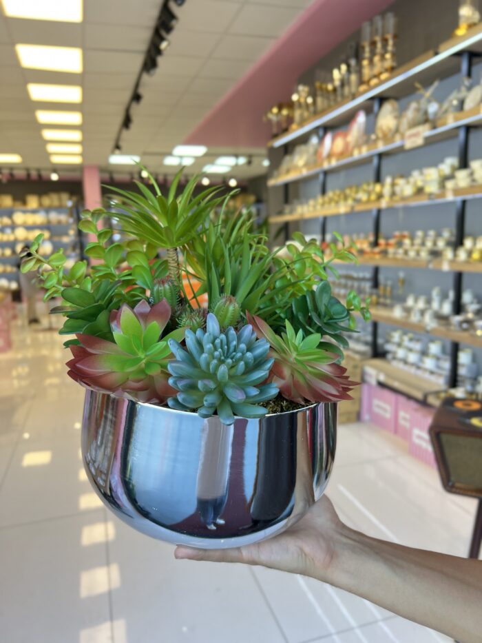 Sükulent Arajman *Derin Sc0002*Gümüş - Görsel 2