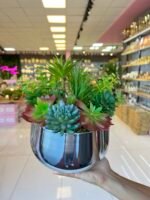 Sükulent Arajman *Derin Sc0002*Gümüş