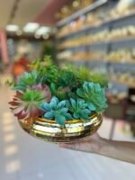 Sükulent Arajman * Sc0005* UFO GOLD - Görsel 2