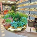 Sükulent Arajman * Sc0005* UFO GOLD