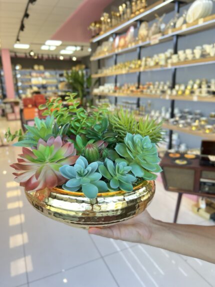 Sükulent Arajman * Sc0005* UFO GOLD