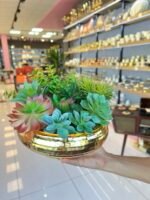 Sükulent Arajman * Sc0005* UFO GOLD