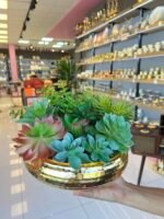 Sükulent Arajman * Sc0005* UFO GOLD - Görsel 3