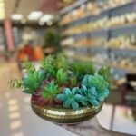 Sükulent Arajman * Sc0005*Ufo Eskitme