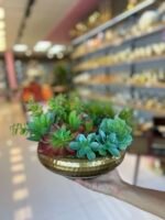 Sükulent Arajman * Sc0005*Ufo Eskitme