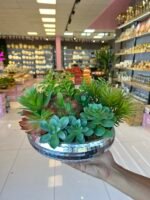 Sükulent Arajman * Sc0005* UFO GÜMÜŞ - Görsel 2