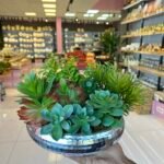 Sükulent Arajman * Sc0005* UFO GÜMÜŞ