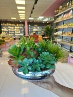 Sükulent Arajman * Sc0005* UFO GÜMÜŞ