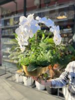 3 Atlı Orkide *ESKİTME - Görsel 2