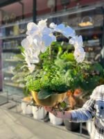 3 Atlı Orkide *ESKİTME - Görsel 2