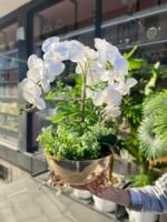 3 Atlı Orkide *GOLD - Görsel 3