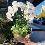 3 Atlı Orkide *GOLD