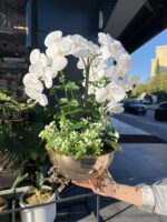 3 Atlı Orkide *GOLD